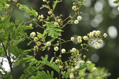 Acacia donaldi